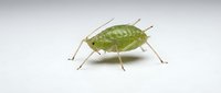 Green katydid insect isolated on white background, suitable for educational materials, nature illustrations, and scientific publications.