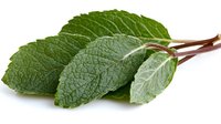 Fresh sage leaves with textured surface and prominent veins on white background, isolated herb for culinary use and aromatherapy.