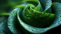 Fresh green rose petals with morning dew drops in macro photography. Natural floral background showing delicate water droplets on curved surfaces in dark tones.