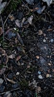 Rich dark soil with fallen autumn leaves, moss and organic debris creating natural forest floor texture for environmental backgrounds.