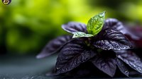 Dark purple basil leaves with water droplets and fresh green sprout in soft natural light, macro photography for culinary and gardening projects.