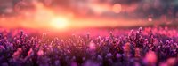 Purple lavender field at golden sunset with warm bokeh lights creating dreamy romantic atmosphere for wellness and relaxation concepts.