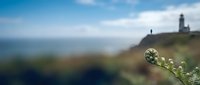 Unfurling fern frond in foreground with blurred coastal lighthouse and ocean view creating peaceful natural scene with shallow depth of field.