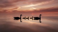 Swan family swimming peacefully across calm lake waters during golden hour sunset with dramatic pink and orange sky reflections creating serene nature scene.