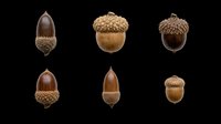 Acorns isolated on transparent background, ready for clipart, print-on-demand, sublimation, t-shirt designs, stickers, and digital crafts. Six botanical specimens in various natural brown tones.