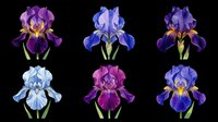 Iris flowers in various shades of purple, blue, and violet with yellow beards, isolated on transparent background. Ready for clipart, t-shirt design, sublimation, print-on-demand products, stickers, and digital crafts.