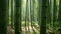 Sunlight filtering through dense bamboo forest creating peaceful natural atmosphere with tall green stalks and dappled light patterns on forest floor.