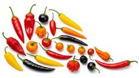Colorful assortment of fresh hot chili peppers in various shapes and sizes isolated on white background for culinary and cooking designs.