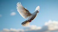 White dove flying gracefully against blue sky with soft clouds, wings spread wide in peaceful soaring motion, symbolizing hope, freedom and spirituality.