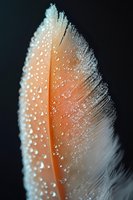 Delicate orange and white feather with sparkling water droplets on dark background, macro photography showcasing natural texture and moisture details.