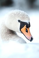 Close-up portrait of mute swan head showing distinctive orange beak and white feathers against soft winter background, capturing graceful beauty and delicate details.