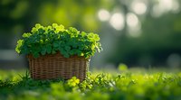 Fresh green clover plants growing in woven basket on grass lawn with soft bokeh background, natural spring garden setting with morning sunlight.