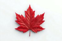 Red maple leaf with detailed veins isolated on white background for autumn seasonal designs and nature projects.