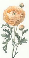 Delicate peach ranunculus flower with sage green leaves and buds in soft watercolor style on light background, botanical art suitable for wall decor and stationery design.