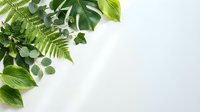 Assorted green foliage and fern leaves arranged on white background, isolated botanical elements for design, branding, and creative projects.