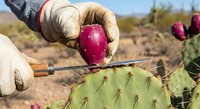 Gloved hands carefully harvesting ripe prickly pear cactus fruit from desert plant using specialized tongs for safe collection of edible tunas.
