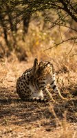 Serval wild cat grooming in natural savanna habitat with golden sunlight filtering through acacia thorns creating warm atmospheric wildlife scene.