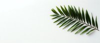 Single green palm leaf branch lying on white background, minimalist botanical composition with copy space for text or design elements.