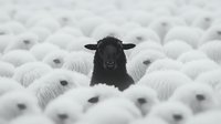 Black sheep standing out among white sheep flock, symbolizing uniqueness, individuality, and being different from the crowd for business concepts.