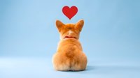 Orange corgi puppy sitting with back turned showing fluffy rear end with red heart floating above on light blue background for pet love designs.