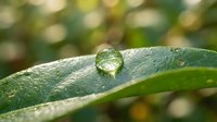 Crystal clear water droplet resting on fresh green leaf with morning dew, natural macro photography showcasing purity and freshness in garden setting.
