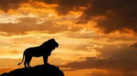 Lion silhouette standing on rock against dramatic orange sunset sky with clouds. Wildlife photography concept for safari and nature themes.