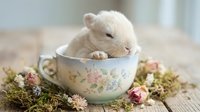 Young white rabbit resting in decorative teacup surrounded by moss and dried flowers, suitable for Easter, spring, and pet-related designs.