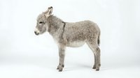 Gray donkey standing in profile on white background isolated for design and educational use in farming and animal content.