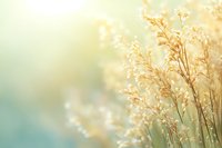 Delicate golden grass flowers backlit by soft morning sunlight against blurred turquoise background, creating dreamy natural bokeh effect for romantic mood.