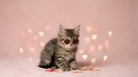 Adorable tabby kitten with heart-shaped bokeh lights on pink background for Valentine's Day greeting cards and romantic pet photography projects.