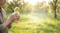 Young farmer holding yellow duckling in hands outdoors on green farm field, agricultural care and poultry farming concept.