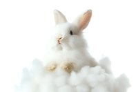 Fluffy white bunny rabbit emerging from soft cotton clouds on white background, isolated pet portrait for greeting cards and holiday designs.