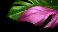 Vibrant pink and green monstera leaves with water droplets on dark background create dramatic botanical contrast. Natural morning dew effect highlights tropical foliage details.