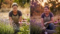Middle-aged Caucasian woman gardener tending lavender plants in organic herb garden during golden hour sunset light wearing apron and work clothes.