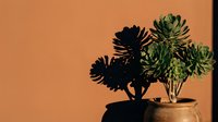 Succulent plants in ceramic pot with dramatic shadow against warm orange wall creating modern minimalist home decor atmosphere for interior design.