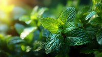 Fresh green mint leaves growing in garden with morning sunlight. Aromatic herb used in cooking, cocktails, and natural remedies.