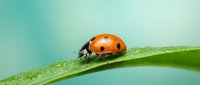 Red ladybug with black spots crawling on green leaf with water droplets against soft turquoise background for nature and garden themes.