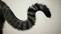 Fluffy striped cat tail with black and gray fur pattern curving gracefully against neutral background for pet and animal design projects.