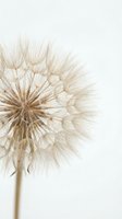 Delicate dandelion seedhead with dispersing seeds isolated on white background, ready for design projects, botanical artwork, and nature-themed compositions.