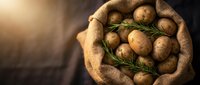 Fresh organic potatoes in rustic burlap sack with rosemary herbs on wooden surface. Natural farm harvest vegetables for cooking and healthy nutrition.