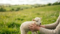 Young lamb being held by farmer in green pasture field, depicting animal husbandry, agriculture, and rural farming practices for livestock care.