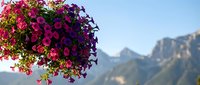 Vibrant purple and pink petunias in hanging basket with blurred mountain landscape background, perfect for garden and outdoor decoration concepts.