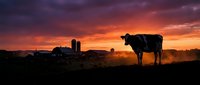 Silhouette of dairy cow standing in pasture at dramatic sunset with farm buildings and silos in background creating peaceful rural agricultural scene.
