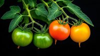 Fresh tomatoes in different ripening stages from green to red on vine with leaves against black background, showing natural growth progression and color change.