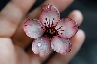 Small pink flower with five petals and dark center held in hand, covered with water droplets. Suitable for nature, botanical, and macro photography projects.