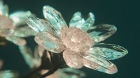 Translucent insect with delicate wings and textured body against dark background, suitable for nature, science, and educational content.