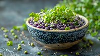 Fresh microgreens and sprouted seeds in decorative ceramic bowl, organic healthy food for vegan nutrition and natural detoxification.