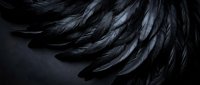 Dark black feathers arranged in elegant layers creating dramatic texture and depth for luxury design projects and gothic aesthetic backgrounds.