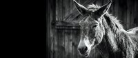 Close-up portrait of a donkey with pointed ears against a weathered wooden barn backdrop, captured in monochrome for rustic farm and animal themes.