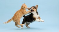 Orange tabby kitten playfully interacting with tricolor puppy on light blue background, perfect for pet care advertising and animal friendship concepts.